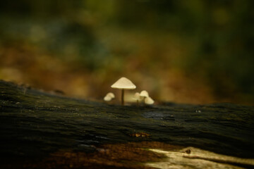 Small mushrooms growing in autumn on a damp, dead tree trunk.