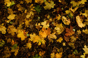 Golden and crimson autumn leaves scattered on the ground, blending in shades of amber, rust, and deep orange