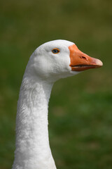 Portrait of a goose in a park.