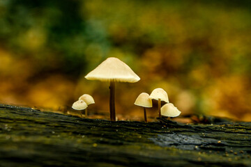 Small mushrooms growing in autumn on a damp, dead tree trunk.