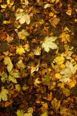 Golden and crimson autumn leaves scattered on the ground, blending in shades of amber, rust, and deep orange