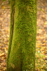 Green moss growing on a damp tree trunk in a forest.