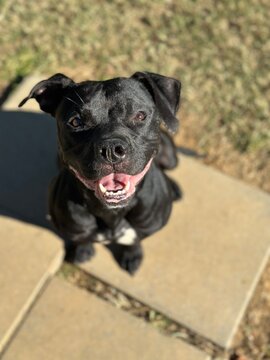 A smiling black small dog looking at the camera