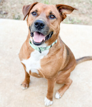 A smiling large brown dog