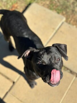 dog looking at camera with tongue out