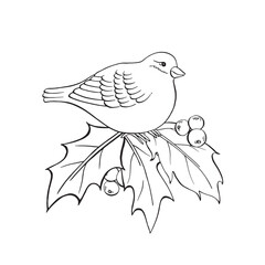 Bullfinch and holly leaves and berries. Elegant isolated ink vector Xmas composition. Ideal for Christmas, New Year greeting, coloring, card, symbol