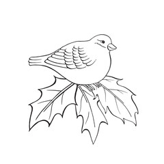 Bullfinch and holly leaves. Elegant isolated ink vector Xmas composition. Ideal for cozy winter, Christmas, New Year greeting, coloring, card, symbol