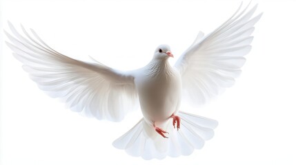 Fototapeta premium graceful white dove soaring against a crisp white background, embodying peace and purity, wings outstretched and feathers detailed, invoking a sense of freedom