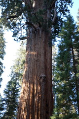 Sequoia National Park - October 2024
