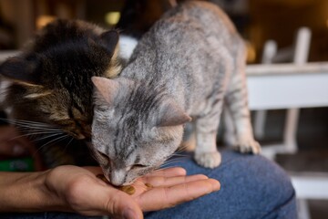 A Cat Happily Enjoying Delicious Treats Taken from a Gentle and Caring Hand Reaching Out