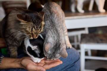 A Cat Happily Enjoying Delicious Treats Taken from a Gentle and Caring Hand Reaching Out
