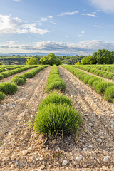 Panoramic landscape with lavender fields without blooming flowers in France