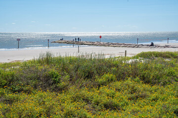 Beach, Galveston, sand, fauna Sea