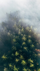 Aerial Perspective of a Mystical Foggy Forest