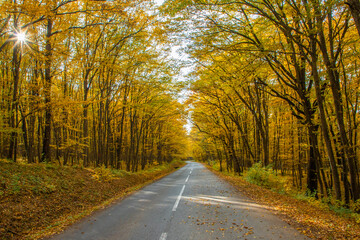 Obraz premium A road through the yellowed autumn forest