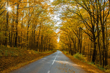 Fototapeta premium a straight road through the autumn forest