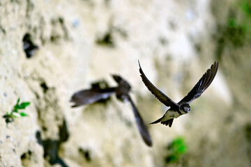 Uferschwalbe // Sand martin (Riparia riparia)