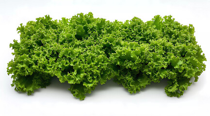 Obraz premium Lush Green Lettuce Leaves Showcased Against a Bright White Background, Embodying Freshness and Vitality