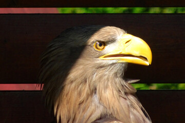 White-tailed eagle portrait with a shadow over it's head