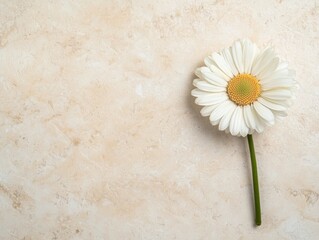 Obraz premium Delicate white daisy flower on a light background