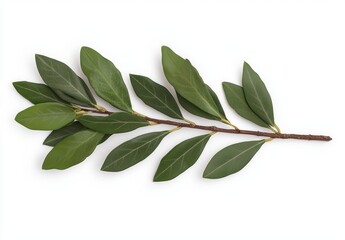 Obraz premium fresh bay leaves on white background