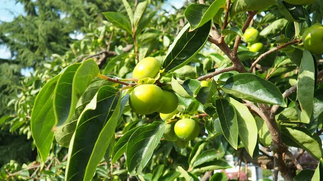 The persimmon is the edible fruit of a number of species of trees in the genus Diospyros. The most widely cultivated of these is the kaki persimmon, Diospyros kaki, family Ebenaceae. Fruit on a branch