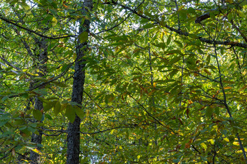 Fototapeta premium autumn landscape, between yellowish chestnut trees of autumn deciduous leaves, with some pine forests mixed