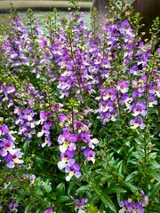 Obraz premium Purple and white summer snapdragons, also known as angel flowers