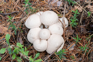 Lycoperdon, clear dotted mushroom, on the ground, full of pine needles, on a sunny autumn day