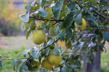 Green apple on a tree in a vineyard