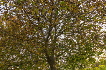 Obraz premium A view from below into the crown of a tree with nuts on it.
