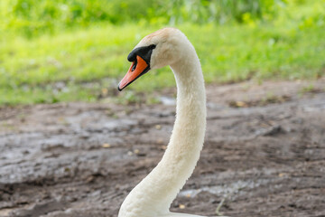 Fototapeta premium Close up view on white swan near a lake