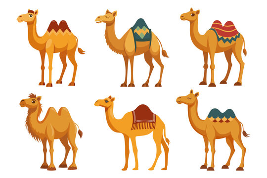 Set of one-humped and two-humped camels on white background. Desert animals collection. 