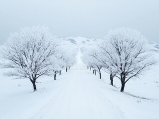 Obraz premium A serene winter landscape with snow-covered trees lining a quiet road.