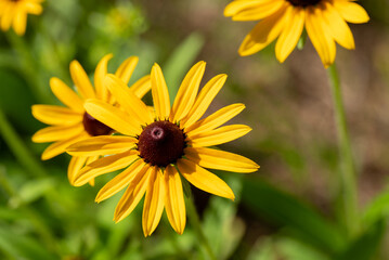 group of Black-eyed susan flowers on a hot summer day.