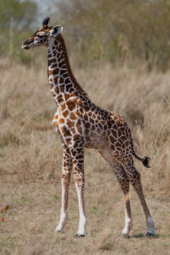 Giraffe calf in the savannah