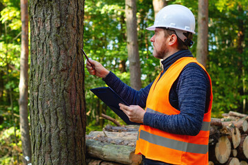 Male forester checks the quality of a pine tree. Forest engineer in a hard hat inspects a tree in...