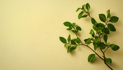 Obraz premium Photo of a branch with green leaves on the right side, on a light olive background for a website banner, in a flat lay composition