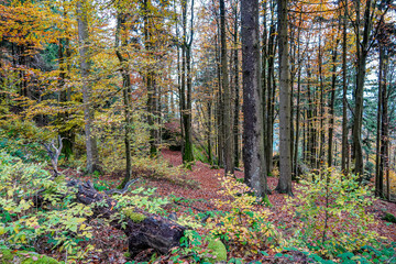 Herbstwald im Fichtelgebirge