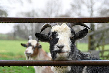 A cute pygmy goat with horns looking through a gate on a wet autumnal day in the countryside 