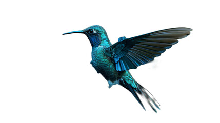 Fototapeta premium California bird flying on transparent background.