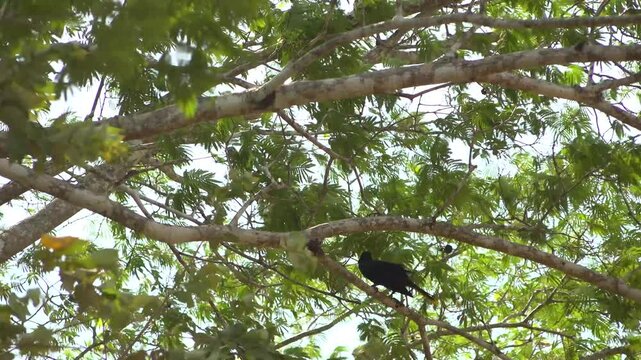 A Crested Oropendola bird holds onto a tropical tree branch in the wind