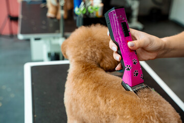 Keeping dog hair from tangling by trimming extra fur. Professional grooming service for little...