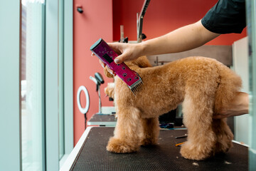 Groomer is clipping hair of maltipoo to make coat of dog easy to clean. Keeping dog hair from...