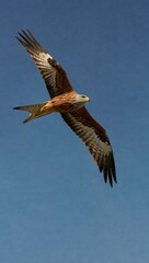 Obraz premium Red kite soaring against a blue sky.