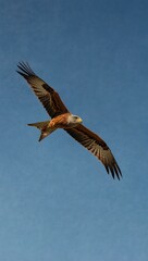 Obraz premium Red kite soaring against a blue sky.
