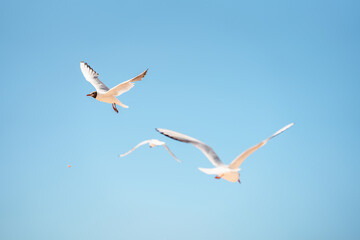 Fototapeta premium Seagulls fly against the blue sky.