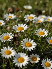 Fototapeta premium Sunshine on daisies in the grass.