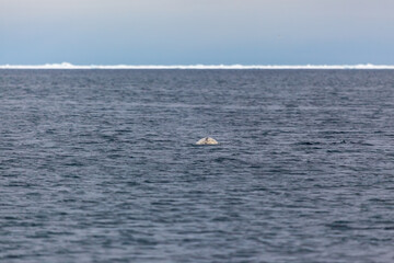 Fototapeta premium Lonely Seal Swimming in Arctic Icy Waters Under Grey Sky