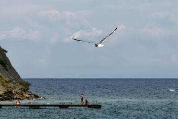Naklejka premium A seagull soaring over the Adriatic Sea